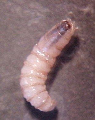 Confirman primer caso de gusano barrenador en humano en Hidalgo