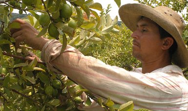 Jornaleros de la Sierra y la Huasteca, los más afectados por vacantes falsas de trabajo