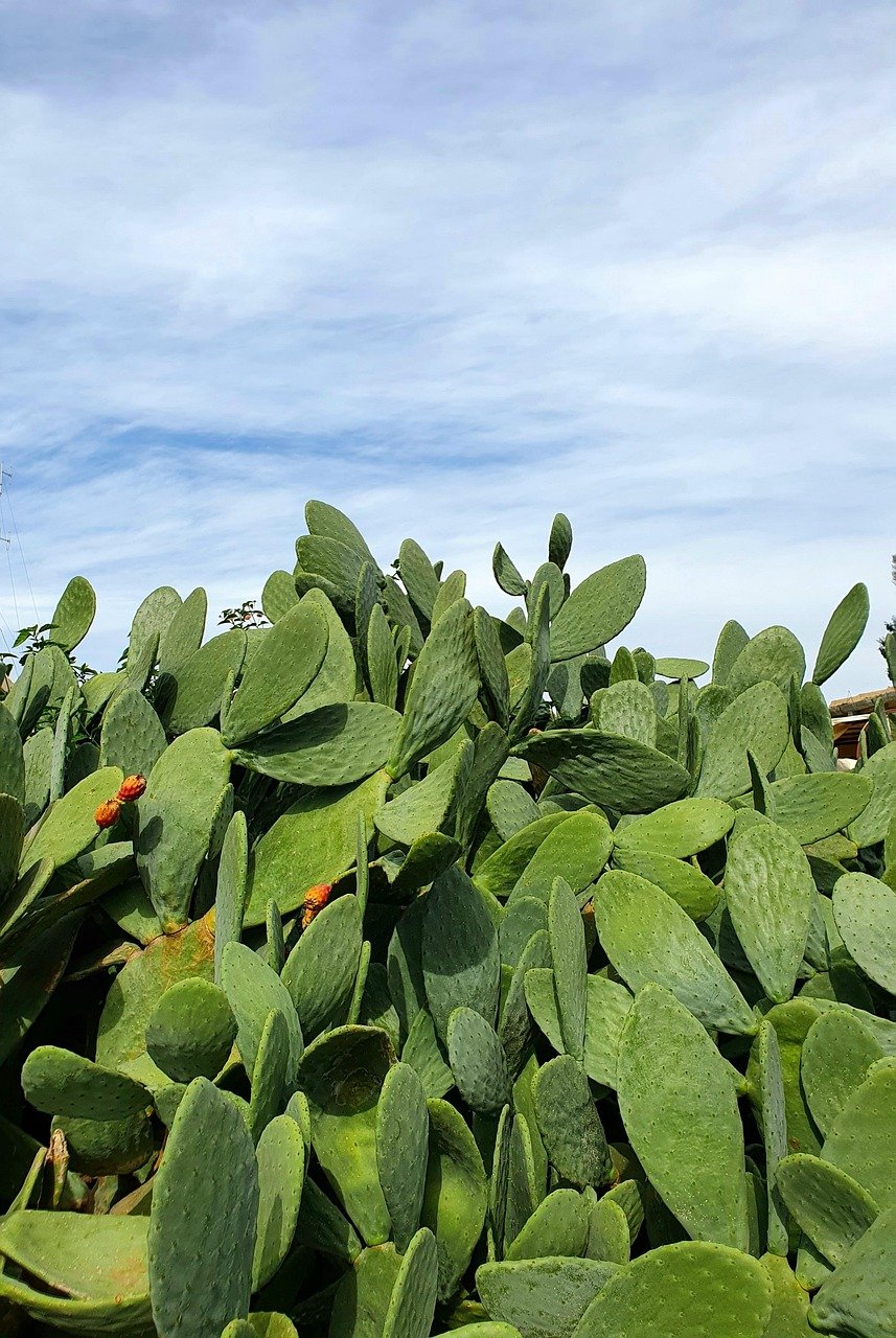 Destruye 9 mil nopales con un tractor y lo condenan a pagar casi 1.5 mdp